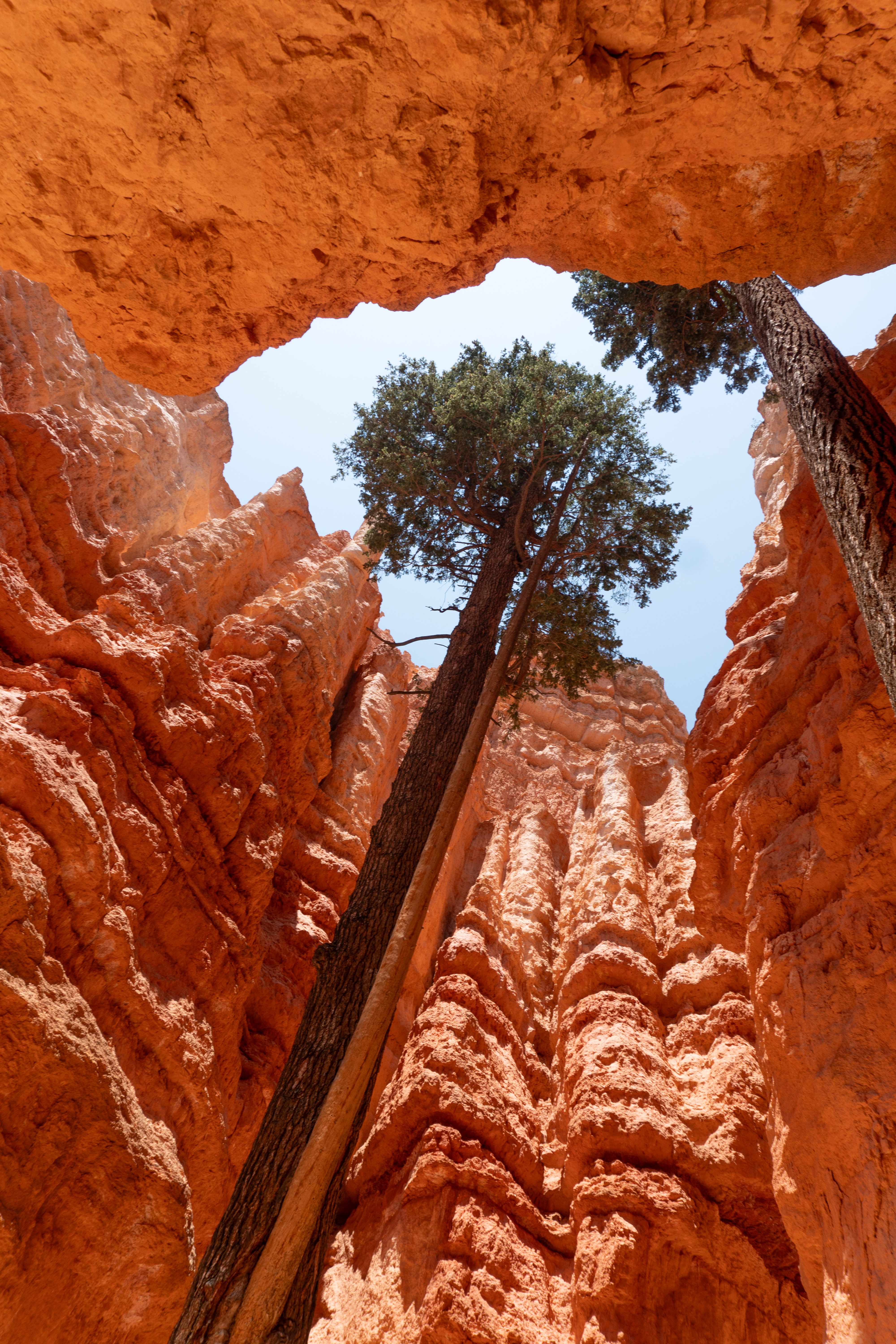 Navajo Loop Trail