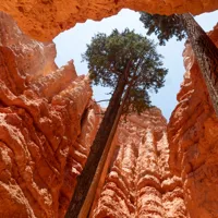 Navajo Loop Trail
